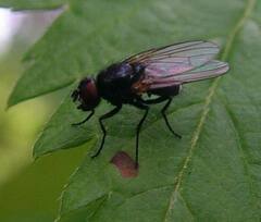 Muscidae