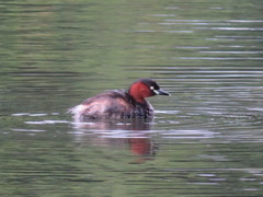 Tachybaptus ruficollis