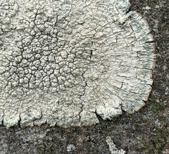 Pertusaria pertusa