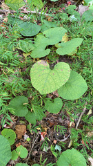 Aristolochia macrophylla