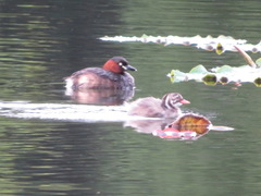 Tachybaptus ruficollis