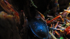 Carabus hortensis