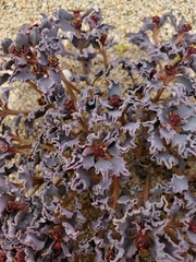 Euphorbia copiapina