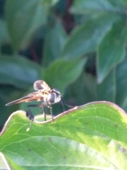 Trichopoda pictipennis