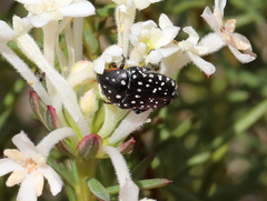 Oxythyrea marginalis