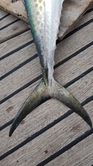 Scomberomorus maculatus