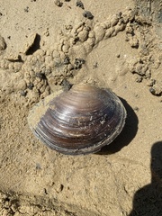 Utterbackiana suborbiculata