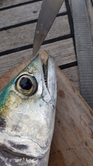 Scomberomorus maculatus