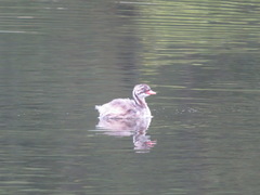 Tachybaptus ruficollis