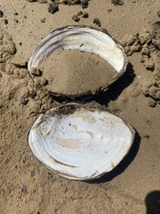 Utterbackiana suborbiculata