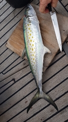 Scomberomorus maculatus