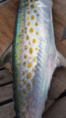 Scomberomorus maculatus