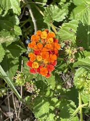 Lantana urticoides