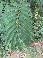Albizia julibrissin