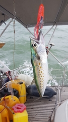 Scomberomorus maculatus