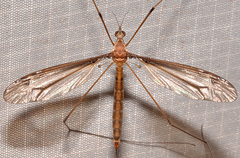 Tipula tricolor