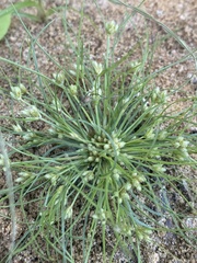 Fimbristylis vahlii