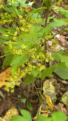 Xanthorhiza simplicissima