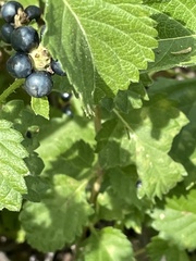 Lantana urticoides
