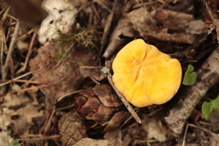 Cantharellus cibarius