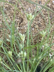 Fimbristylis vahlii
