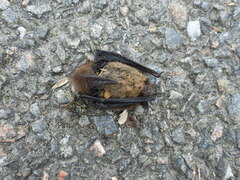 Pipistrellus