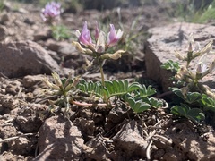 Astragalus cibarius