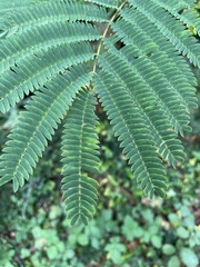 Albizia julibrissin