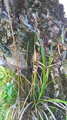 Carex pendula