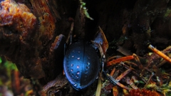 Carabus hortensis