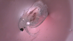 Simocephalus