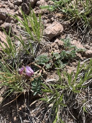 Astragalus cibarius