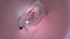 Simocephalus