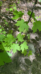 Acer floridanum