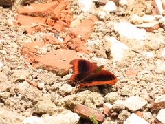 Marpesia zerynthia