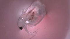 Simocephalus