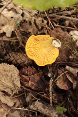 Cantharellus cibarius