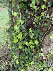 Hedera
