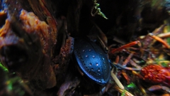 Carabus hortensis