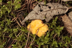 Cantharellus cibarius