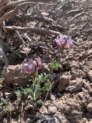 Astragalus cibarius