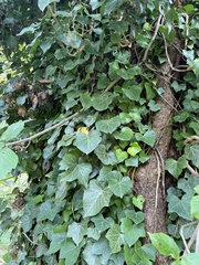 Hedera