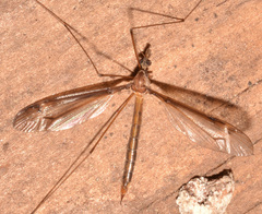 Tipula tricolor