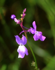 Linaria elegans
