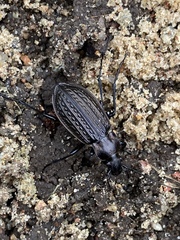 Carabus granulatus