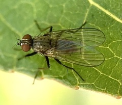 Leucophora