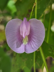 Centrosema virginianum