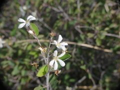 Amelanchier ovalis