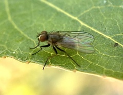 Leucophora