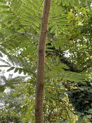 Albizia julibrissin
